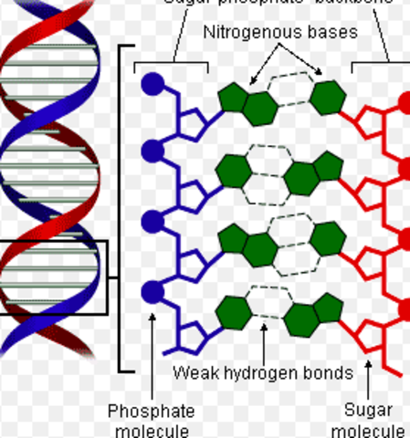 James Watson and Frances Crick