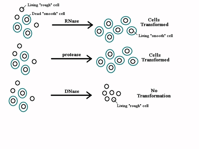 Oswald Avery, Maclyn McCarty and Colin McCleod
