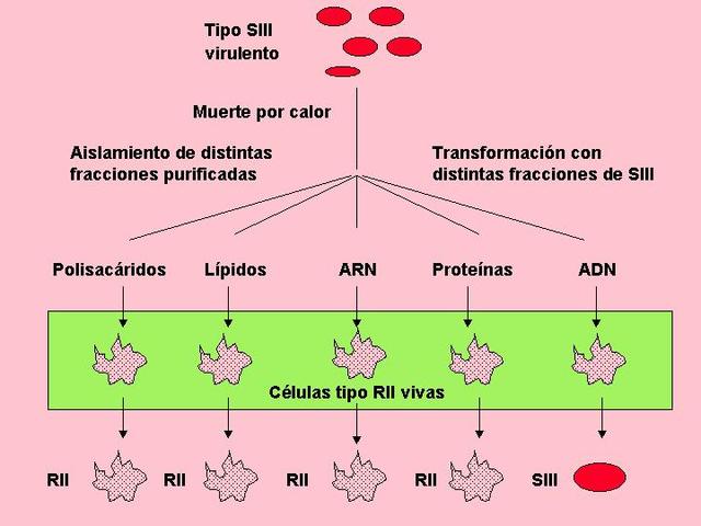 El principio transformador es el ADN