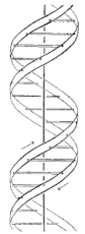 James Watson & Francis Crick