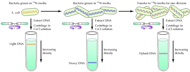 Matthew Meselson & Franklin Stahl