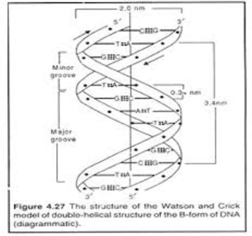 James Watson and Frances Crick