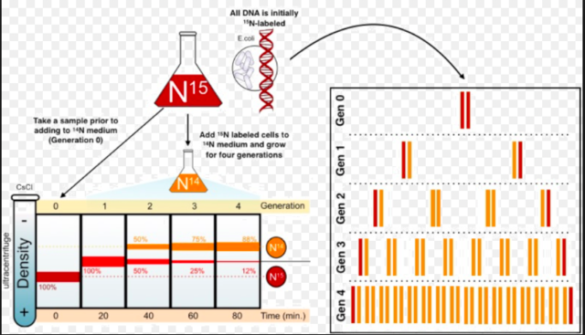 Matthew Meselson & Franklin Stahl