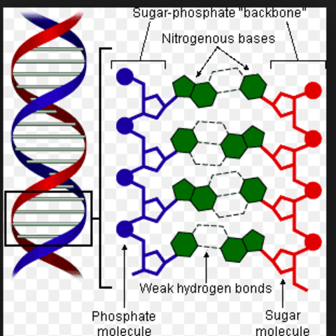 James Watson & Frances Crick