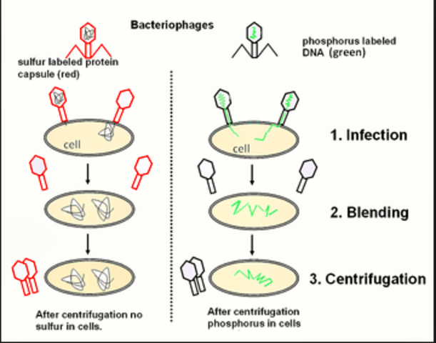 Alfred Hershey & Martha Chase