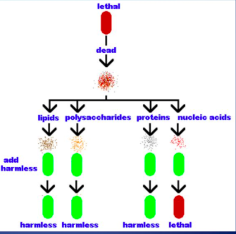 Oswald Avery, Maclyn McCarty, & Colin McCleod