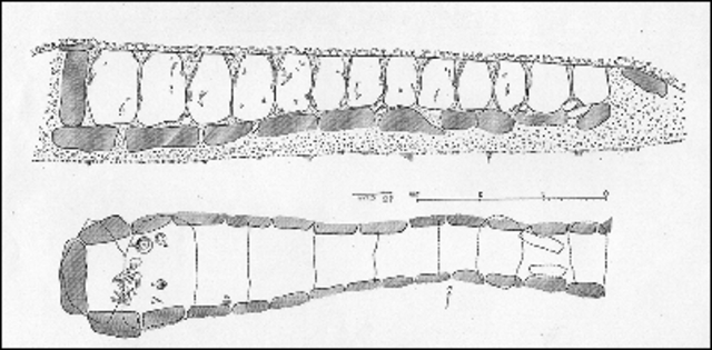 EL GANDUL : CAÑADA DEL CARRASCAL - SEVILLA