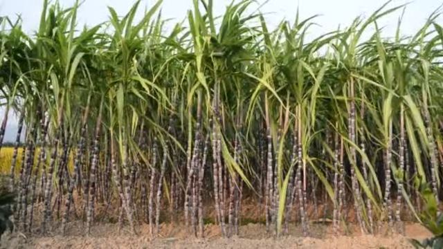 Sugar Cane