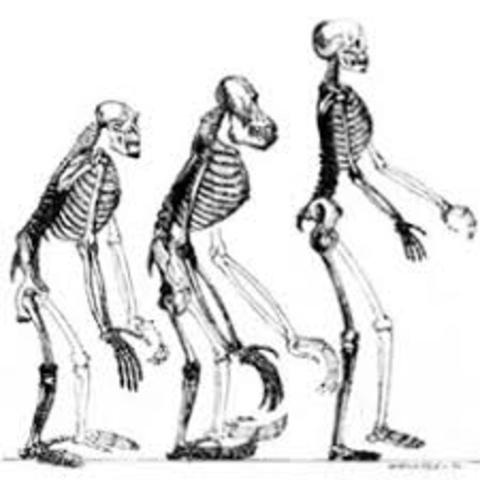 Teoría evolucionista