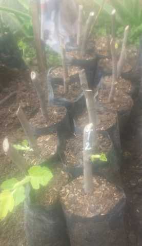 2.- Tratamiento con yemas y raices