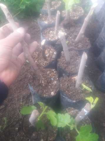 Yemas brotadas y con raices del 1.- tratamiento