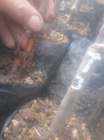 3.-Tratamiento con el aloe de vera