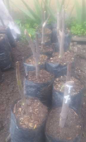 4.- Tratamiento Testigo.