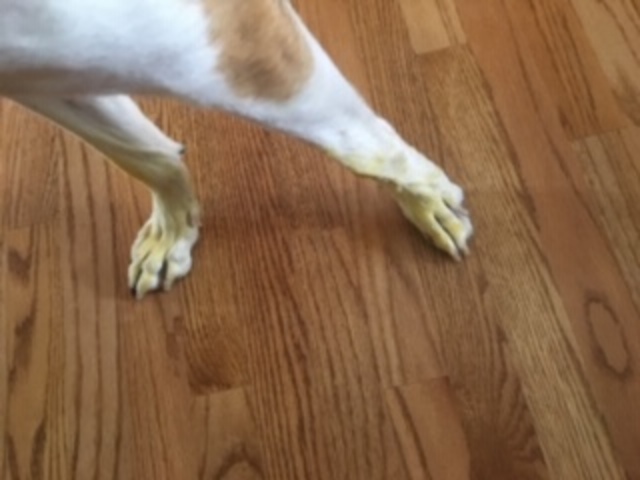 There is a Pollen outbreak in my neighborhood.