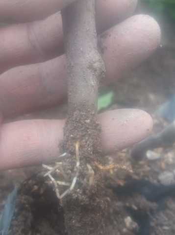 Se prosedio aver los esquejes sise a formado las raices.