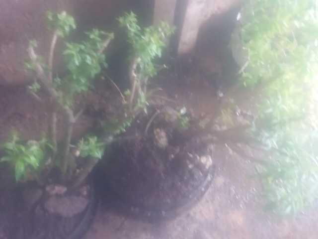 Plantas  extraidas y sembradas con su resipiente.