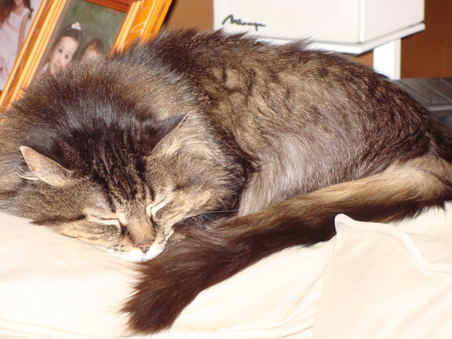 Our cat, Pache, dies