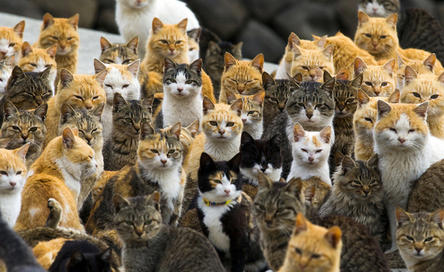 A Ton of Cats
