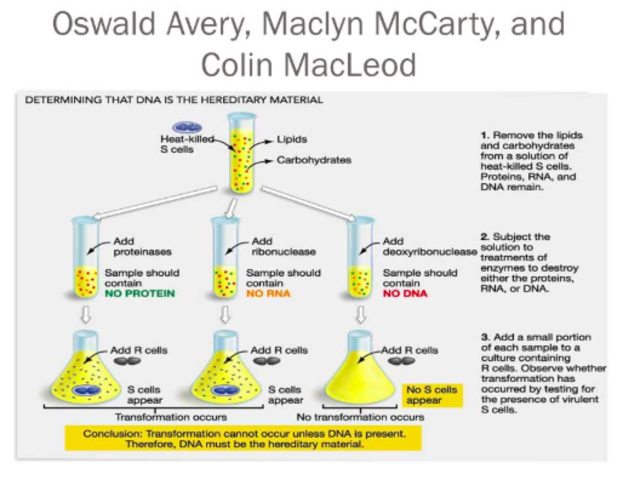 Oswald Avery, Maclyn McCarty, and Colin McCleod