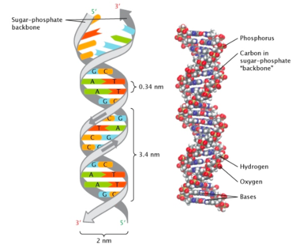 James Watson and Frances Crick