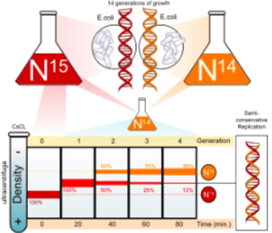 Matthew Meselson and Franklin Stahl