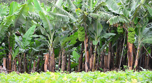 la etapa de estabilidad