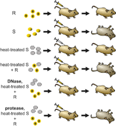 Avery , Macleod y McCarty demostraron que  el principio transformante era el ADN