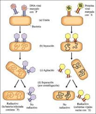 Experimento de  Alfred  Hershey  y Martha  Chase