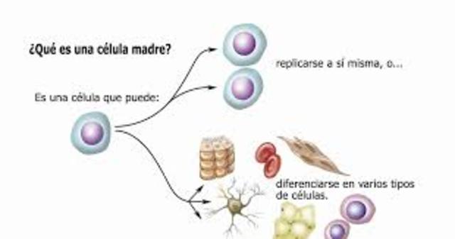 Celulas madre
