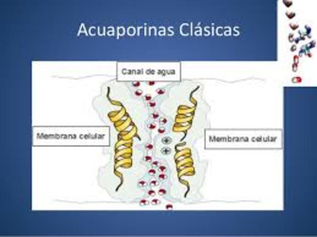 Conocimiento de las acuaporinas