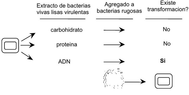 Los experimentos de Avery–MacLeod–McCarty