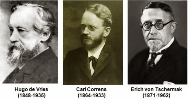 Hugo de Vries, Carl Correns, Erich von Tschermak y William Bateson redescubrieron por separado las leyes de Mendel