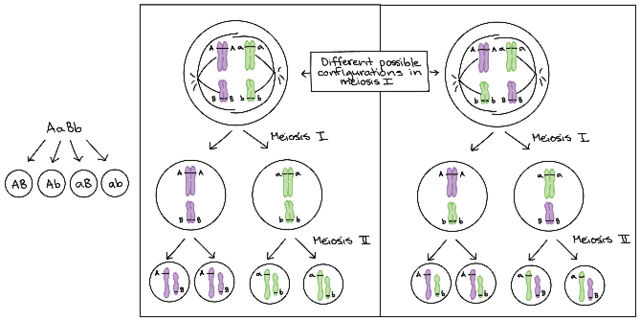 Walter S. Sutton utiliza el trabajo de Mendel al suponer que los genes son partes del cromosoma.