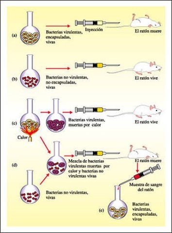 Experimento de Griffith: se determina que el ADN es el portador de las enfermedades y que depende de un medio de transporte. Después Avery, McLeod y McCarthy descubren que el factor de transformación es el ADN