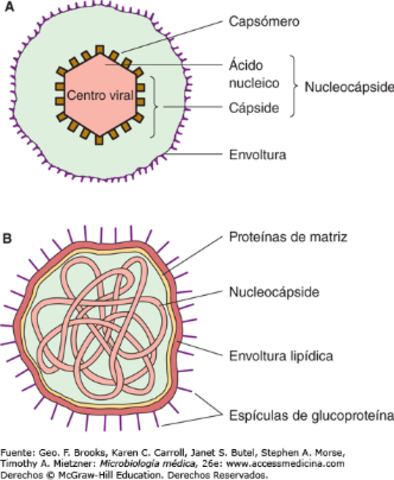 se podía obtener una cantidad de virus puros en esencia y determinar qué tipos de moléculas contenían