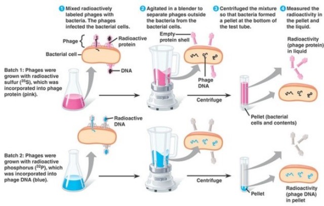 Martha Chase y Alfred Hershey apoyan la tesis de Avery sobre el DNA como portador del material genético con el experimento utilizando el fago T2