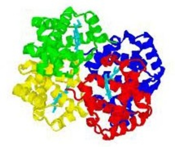 Kendrew y Max Pertuz descifran la estructura 3D de la hemoglobina y mioglobina