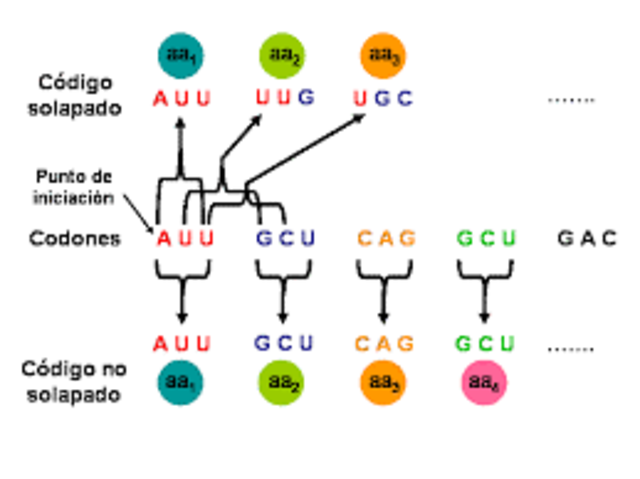 Brenner y Crick establecieron que para especificar aminoácidos individuales se utilizan grupos de tres nucleótidos