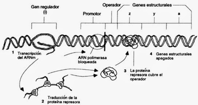 Jacob, Monod y Lwoff proponen el modelo operón para explicar la expresión génica en las bacterias