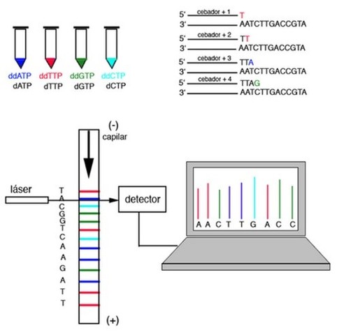 Walter Gilbert invento un método químico para secuenciar el DNA