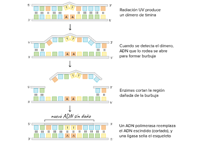 Paul Modrich descubrió el fundamento mecánico de la reparación de los apareamientos de las bases nitrogenadas