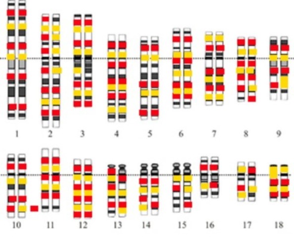 se completan las secuencias genómicas del E. coli y la levadura