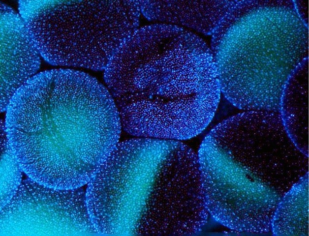 reprogramación celular