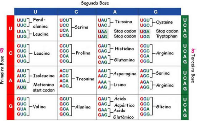 Nirenberg, Ochoa y Khorana.