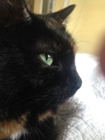 I got my first cat, named Mitsu