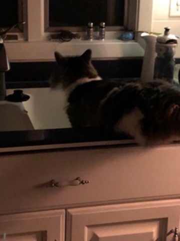 I got another cat named Chesloe