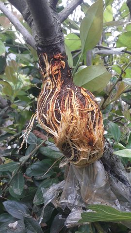 Extracción del Acodo