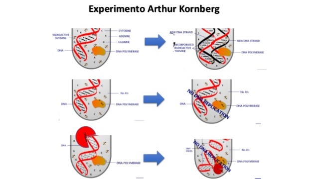 Arthur Koenberg