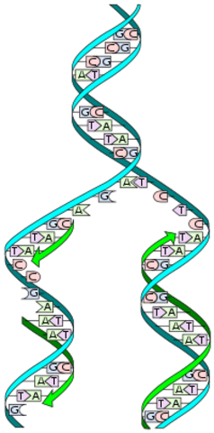 Hemoglobina y replicación del ADN