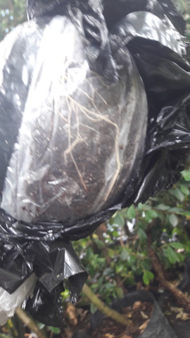 CONTROL DE RAICES UNO